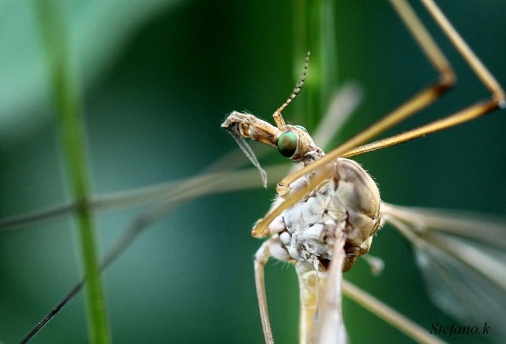 Tipula sp.
